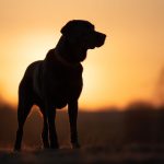 如何安全访问欧博官网入口网址,获取最新信息和服务 0merxs8c