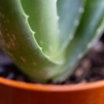 如何安全下载2028体育官方应用程序的详细指南 5idcn2q7