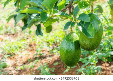 247期3D开奖结果最新公布,中奖号码全面揭晓 247期3D开奖结果最新公布,中奖号码全面揭晓